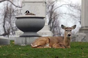 У канаді оленя приніс дружбу з гусом У канаді оленя приніс дружбу з гусом